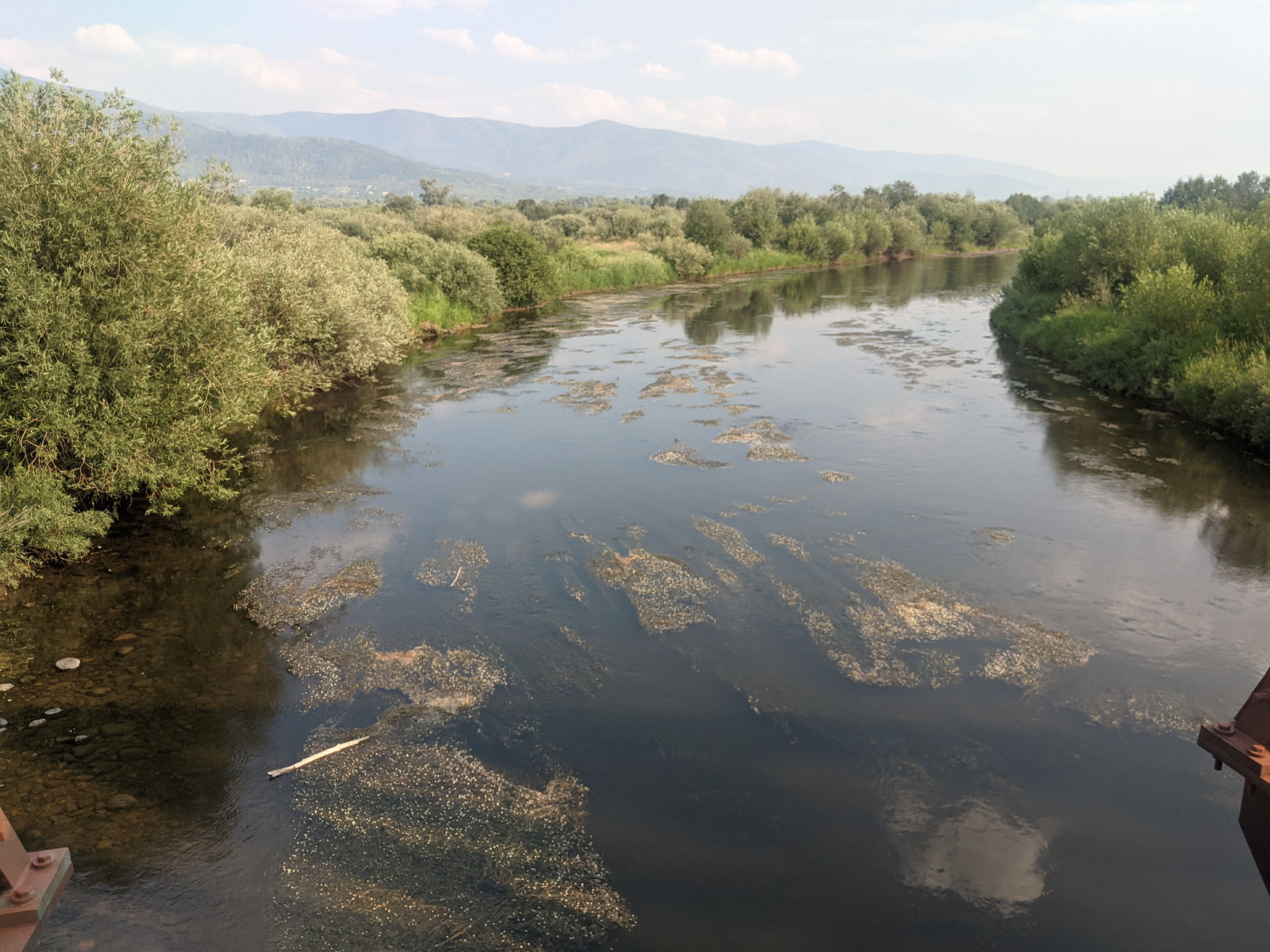 Picture of Blue-green algae or cyanobacteria, which can live in nearly any aquatic habitat, typically blooms in summer months.