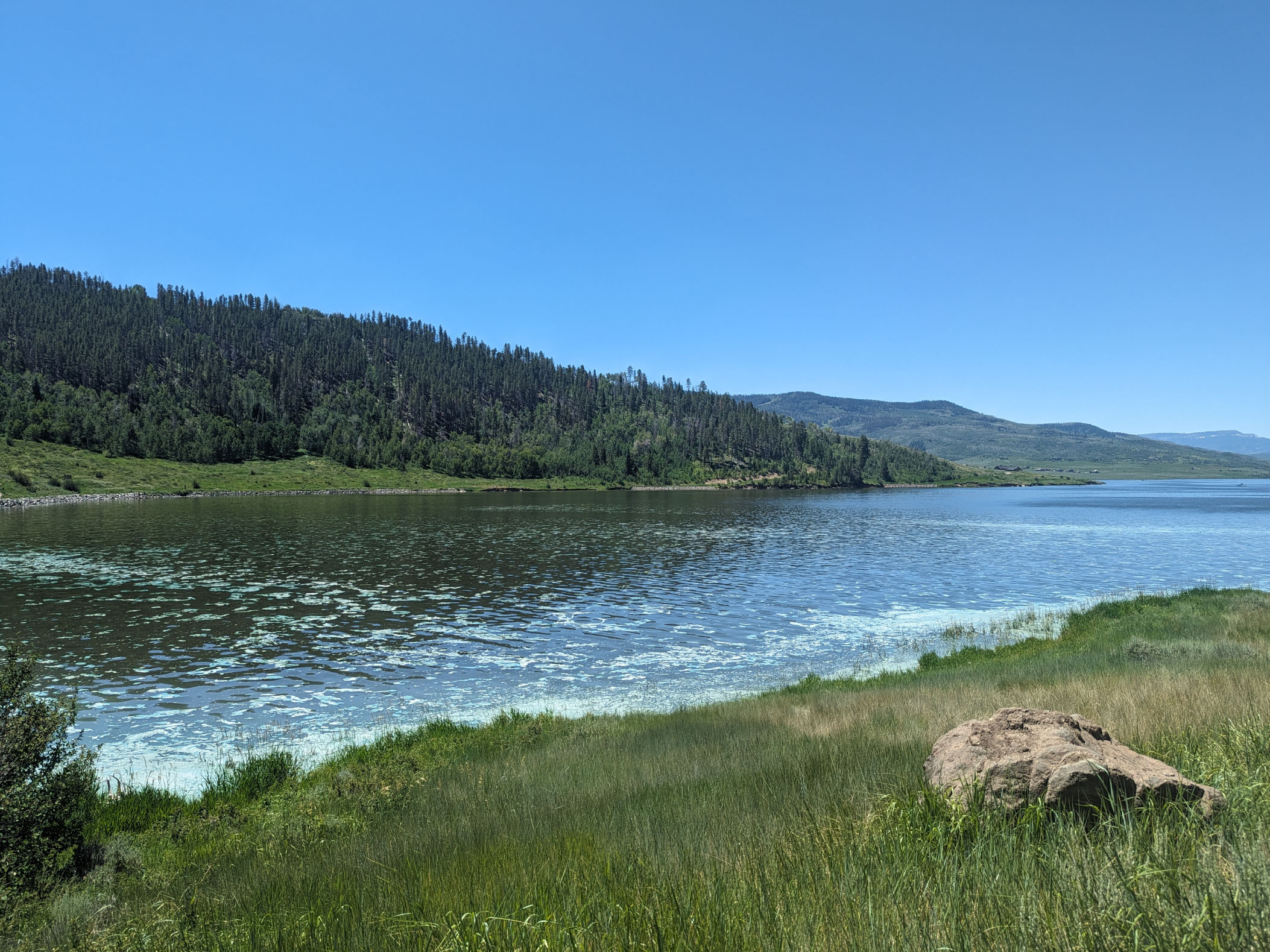 Picture of Blue-green algae or cyanobacteria, which can live in nearly any aquatic habitat, typically blooms in summer months.