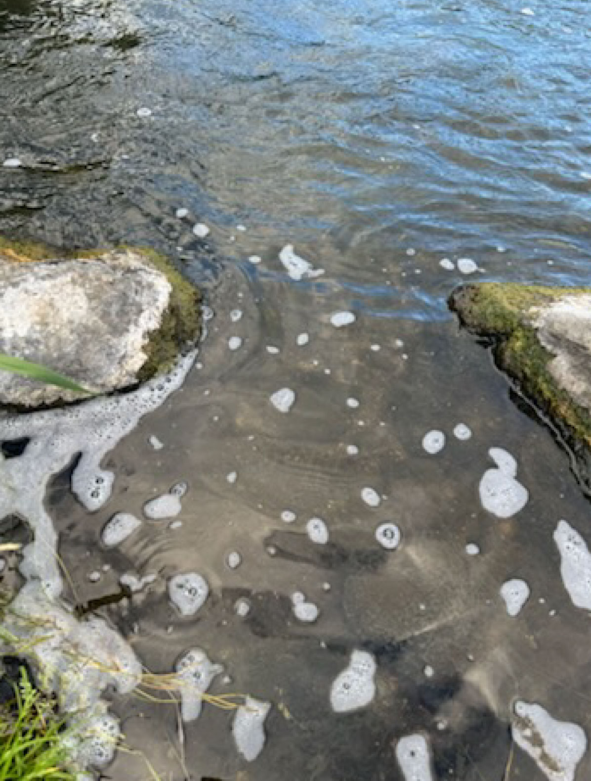 Picture of Blue-green algae or cyanobacteria, which can live in nearly any aquatic habitat, typically blooms in summer months.